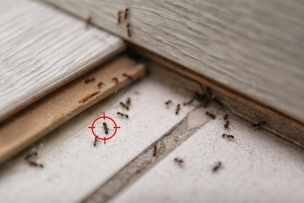 Best Spider Control Near Me  in South Blooming Grove, NY