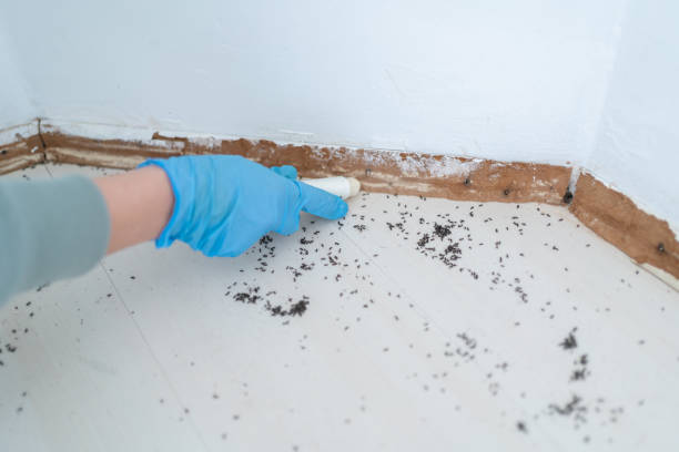 Best Bed Bug Extermination  in South Blooming Grove, NY
